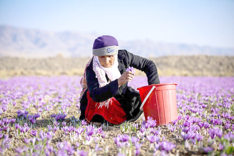 زعفران297dcab1cefb