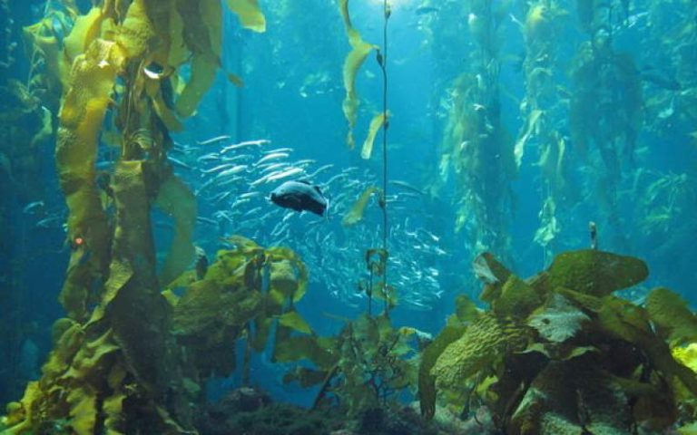 در اعماق دریاها و اقیانوس‌ها چه می‌گذرد؟