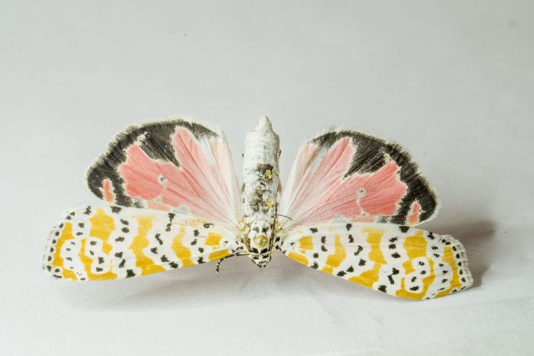 سمی‌ترین عشق جهان