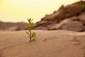 صحرای بزرگ آفریقا