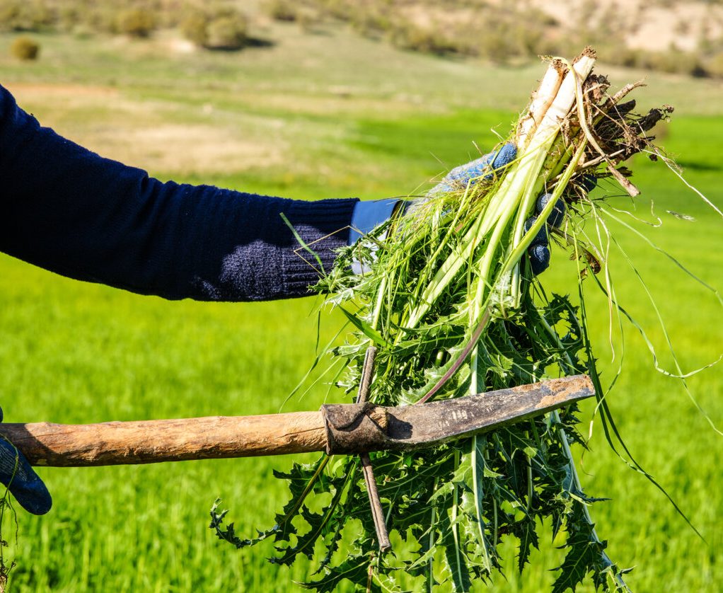 گیاهان دارویی