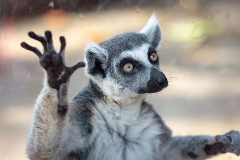 اختلالات روانی