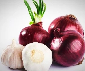 جوانه زدن سیر و پیاز