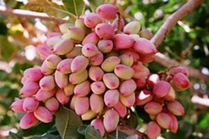 آفت‌کش گیاهی