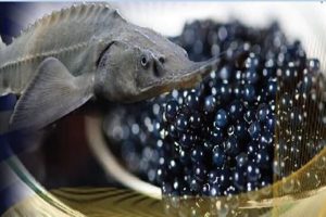 تولید ماهیان خاویار