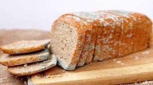 غذای کپک زده