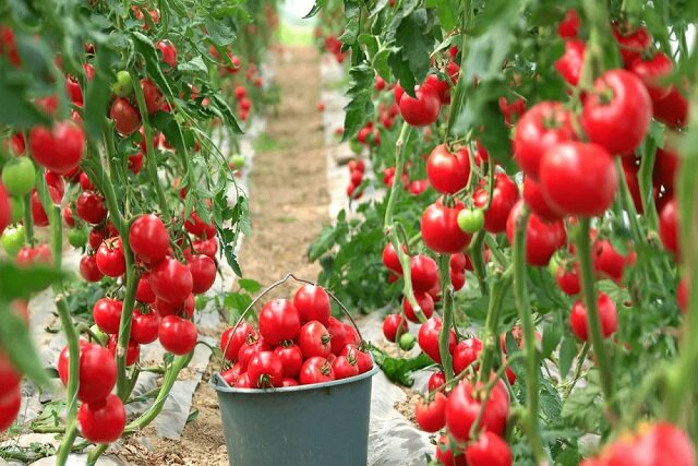 بذر هیبریدی