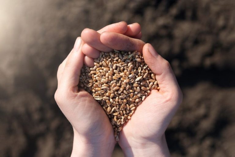 امنیت غذایی