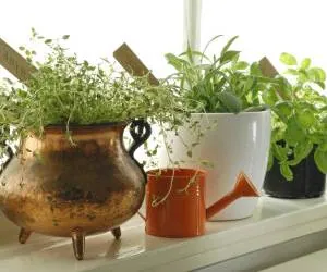 پرورش سبزیجات