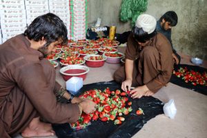نیروی کار ایرانی و خارجی