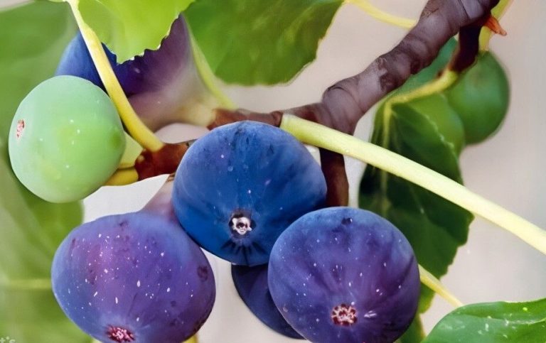 تبدیل دی‌اکسیدکربن به سنگ