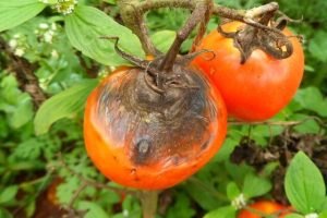 قارچ پژمرده‌کننده گوجه‌فرنگی