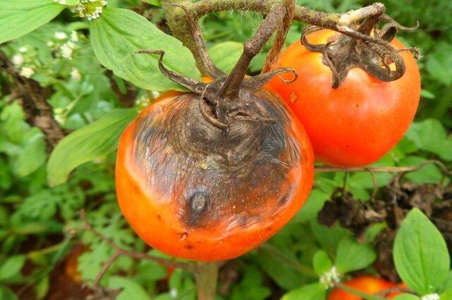 قارچ پژمردهکننده گوجهفرنگی