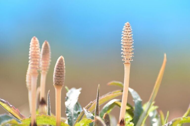 کشف راز اقلیم باستانی زمین