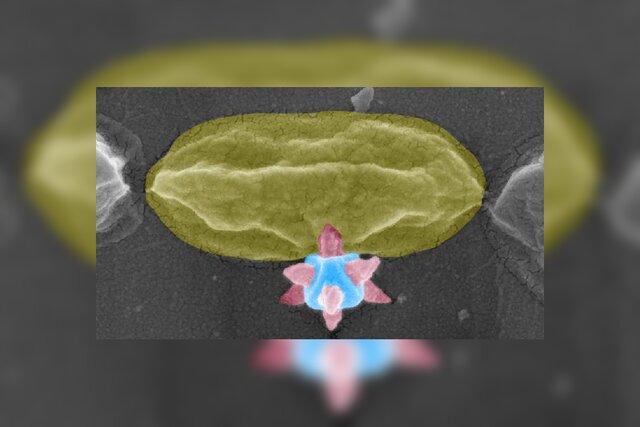 ماده برنده جایزه نوبل