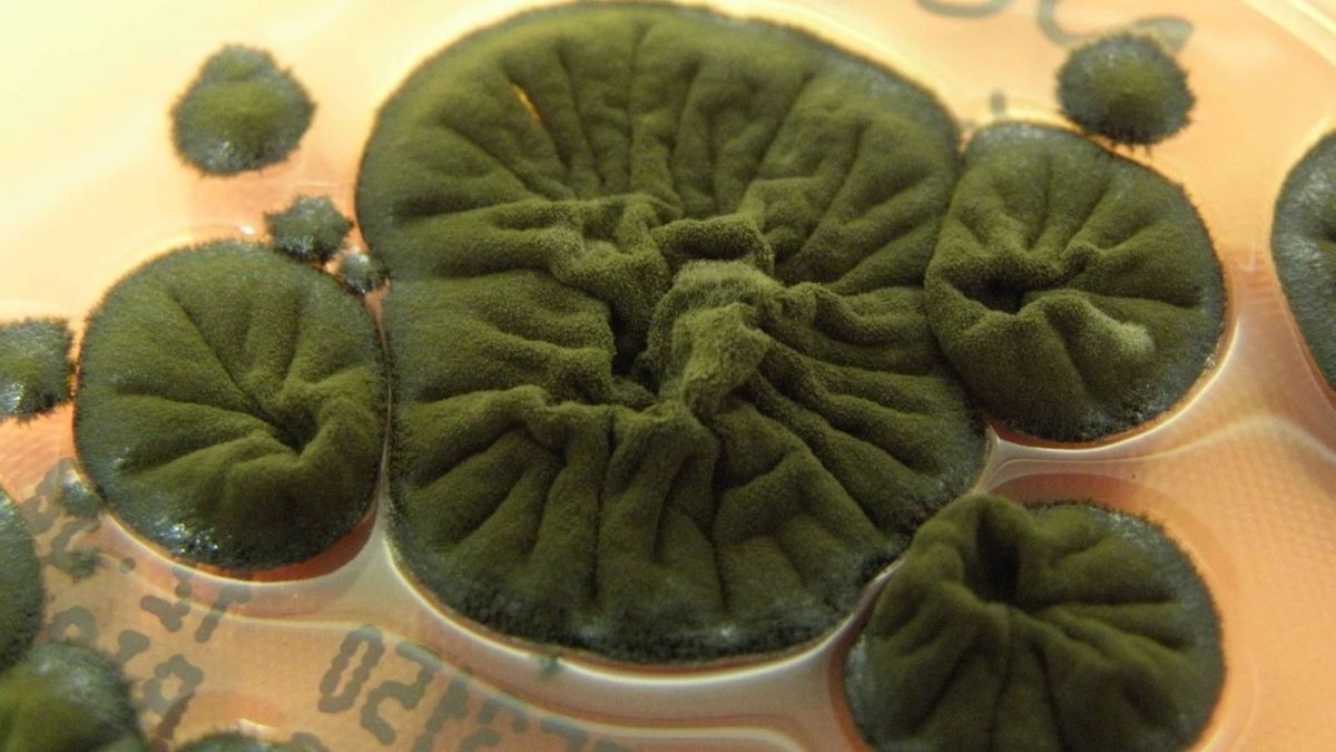 قارچ سیاه چرنوبیل