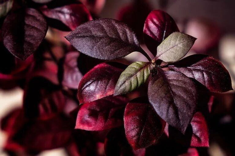 گیاه سواحل برزیل