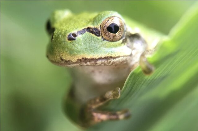 باکتری روده قورباغه