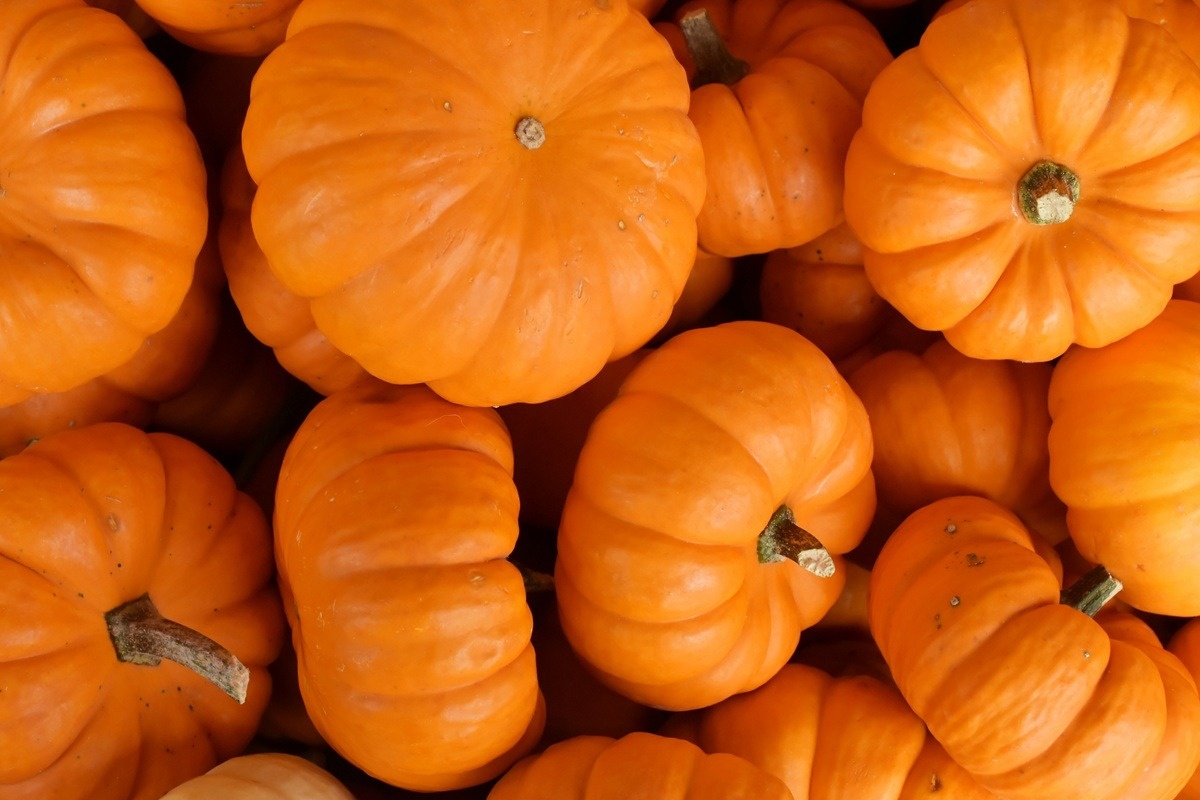 کدوم حلوایی