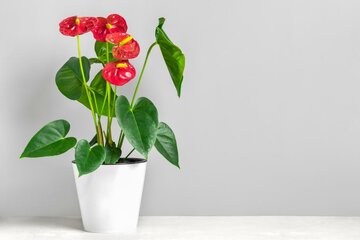 گیاه آپارتمانی آنتوریوم