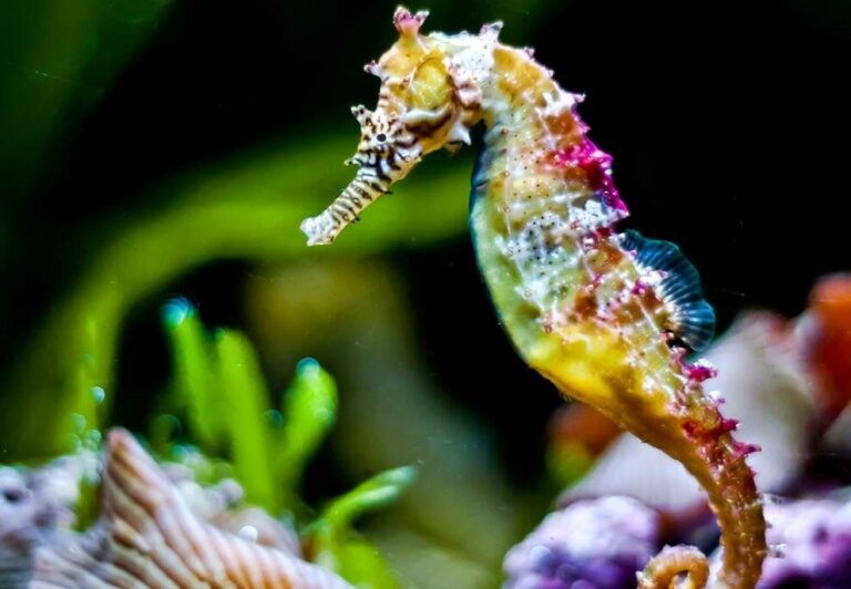 اسبک دریایی