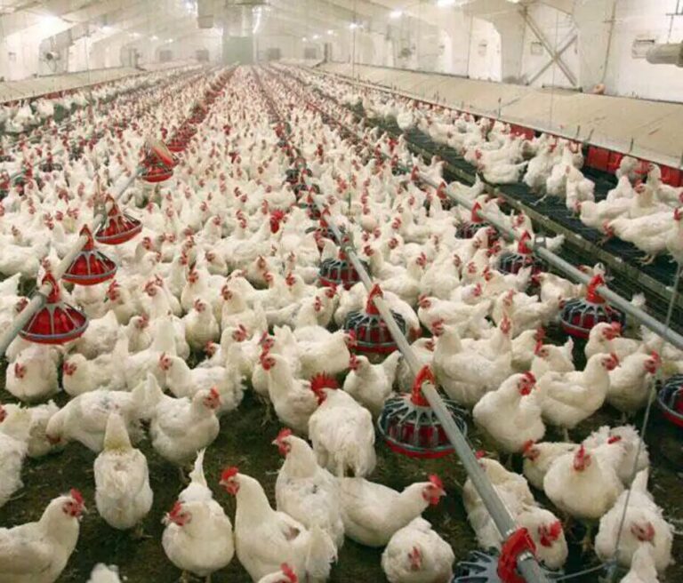 طرح «پالیز»