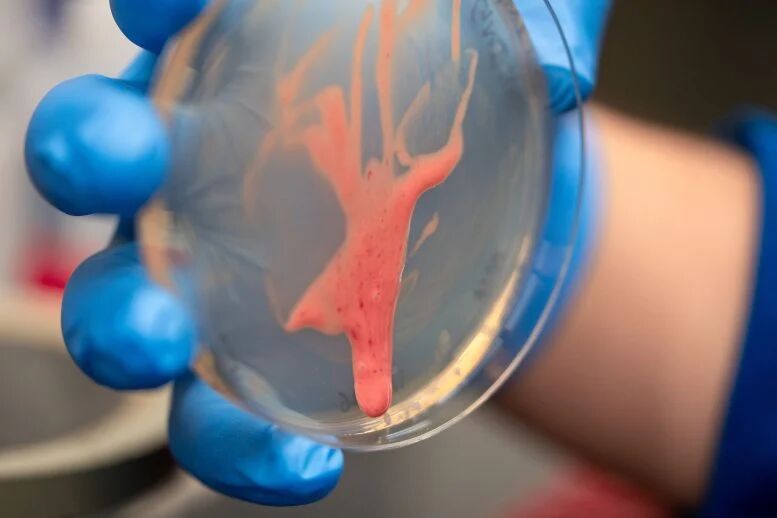 باکتری گیاهان