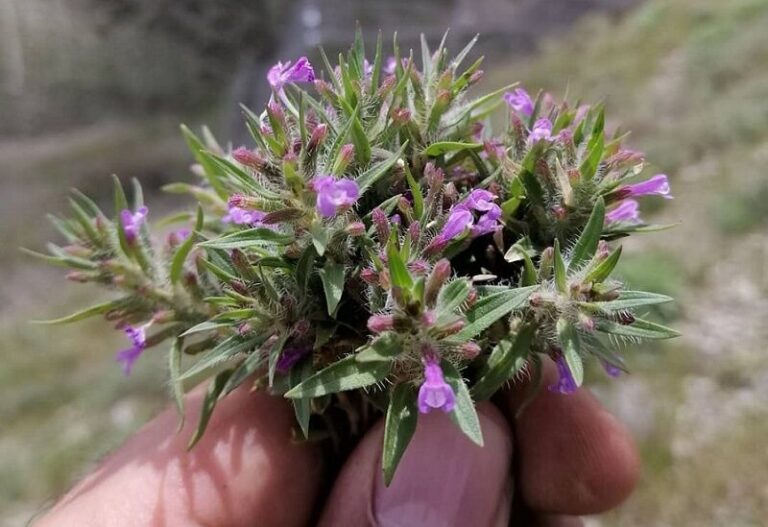 اسانس کاکوتی