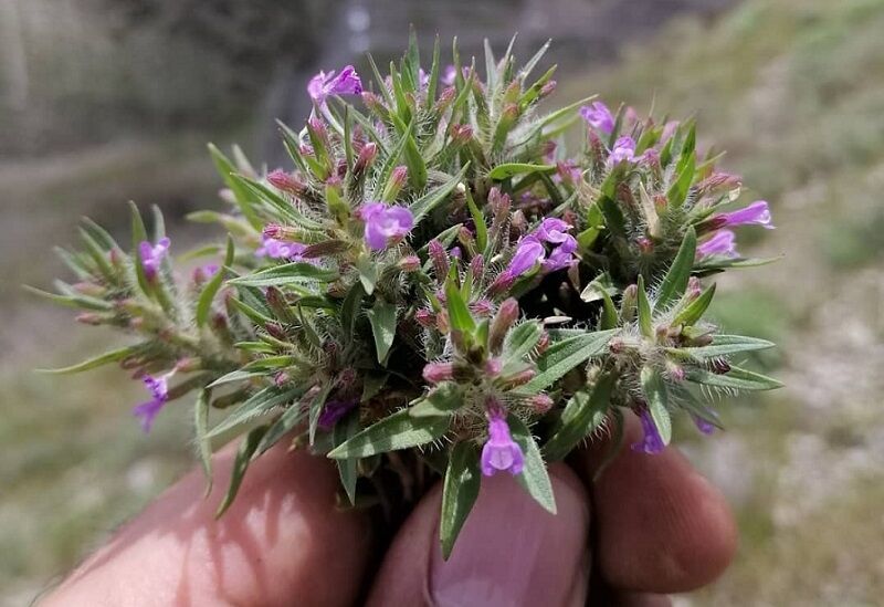 اسانس کاکوتی