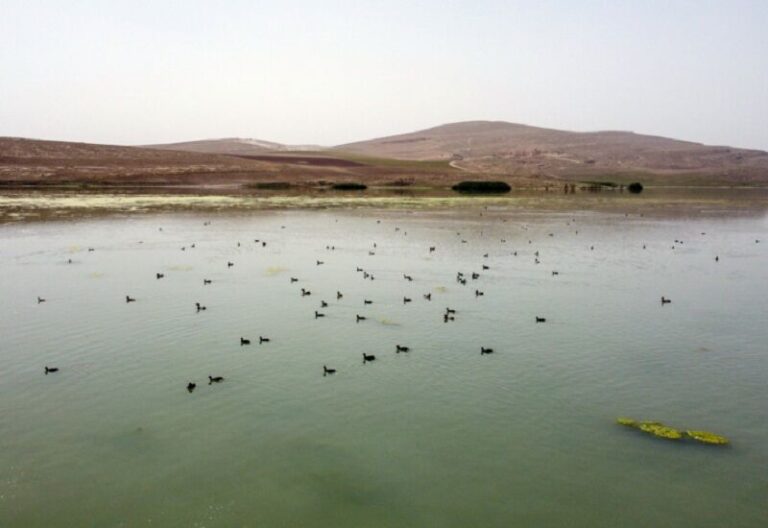تالاب بین‌المللی حسنلو