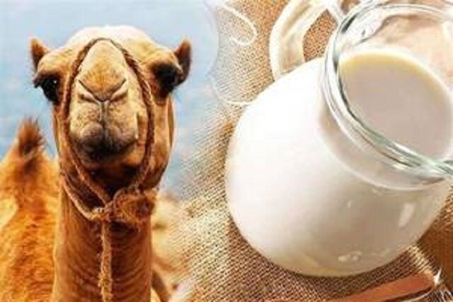«شیر شتر»