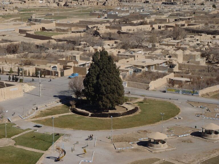 سرو ۴۵۰۰ ساله ابرکوه
