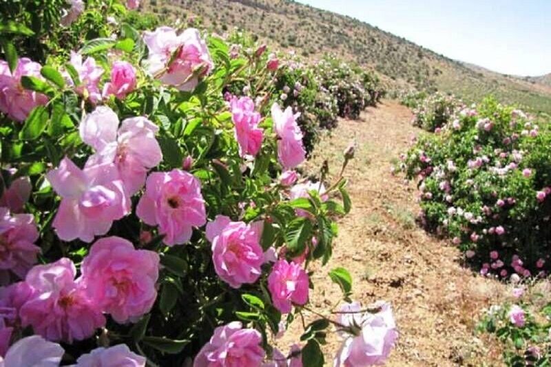 گل محمدی