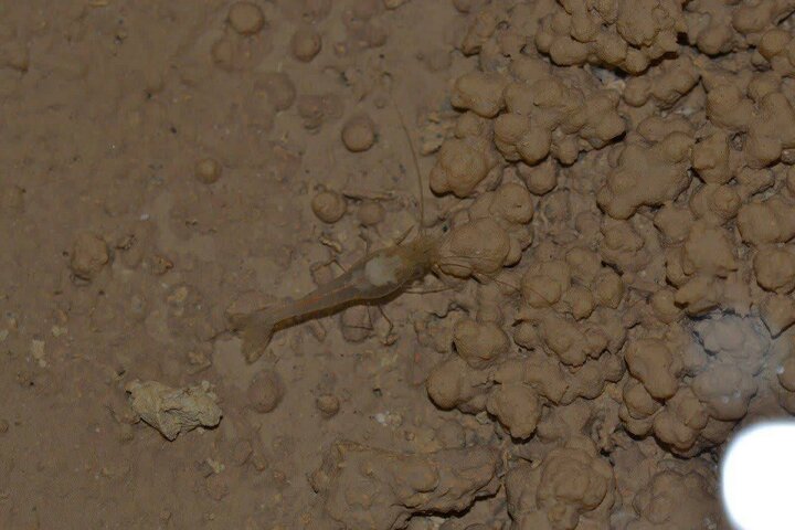 میگوی غارزی