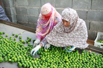کشاورزی