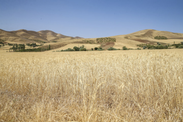 کشاورزی هرمزگان