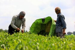 چای‌کاران