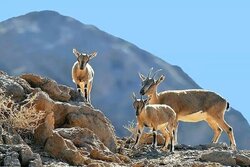پناهگاه‌های حیات وحش