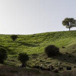 مشایخ