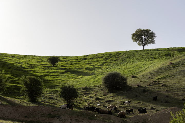 مشایخ