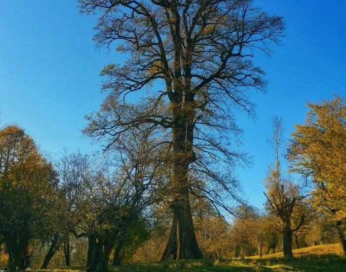 جنگل‌های هیرکانی