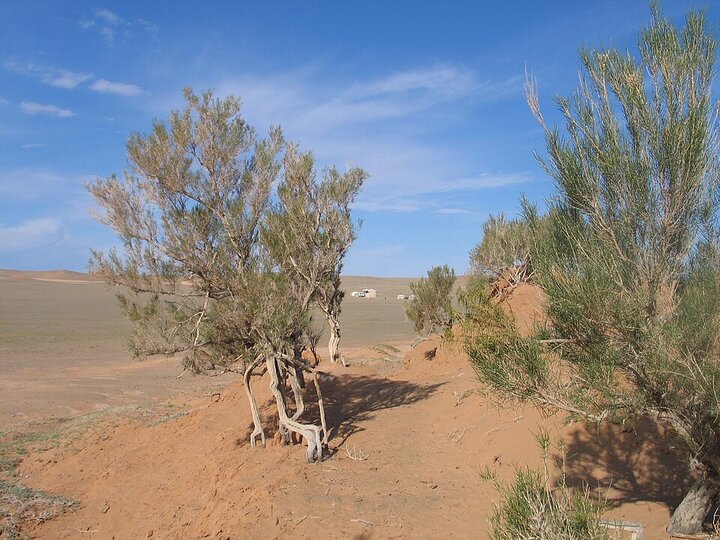 سپر سبز بیابان
