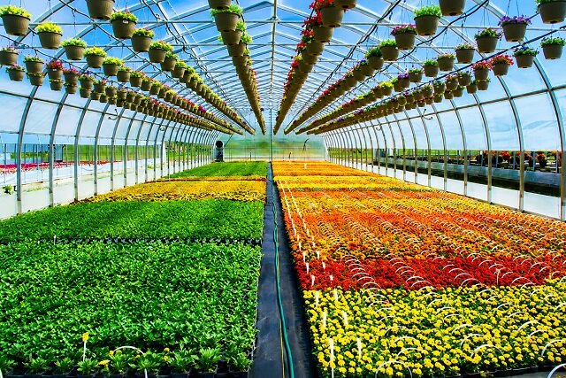 «کشت‌های گلخانه‌ای»