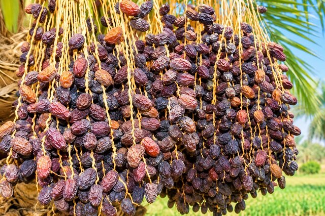 خشکیدگی خوشه