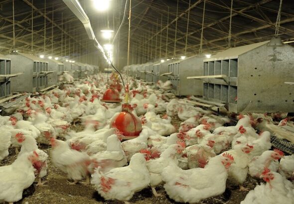 تولید و واردات